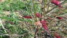 Grevillea Asplenfolia